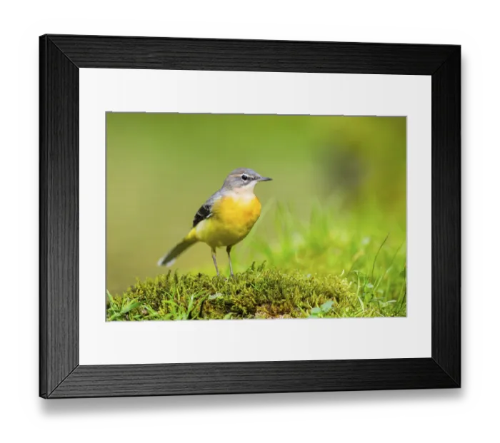 Framed Print : Grey Wagtail (Motacilla cinerea) hunting at a little lake in a swamp Framed Print : Grey Wagtail (Motacilla cinerea) hunting at a little lake in a swamp