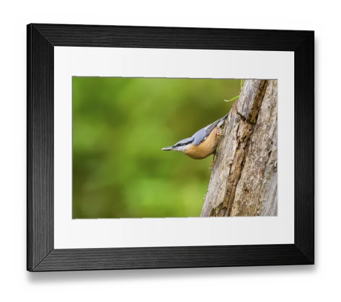 Framed Print : Eurasian nuthatch (Sitta europaea) sitting on an old wrotten tree trunk at a swamp Framed Print : Eurasian nuthatch (Sitta europaea) sitting on an old wrotten tree trunk at a swamp