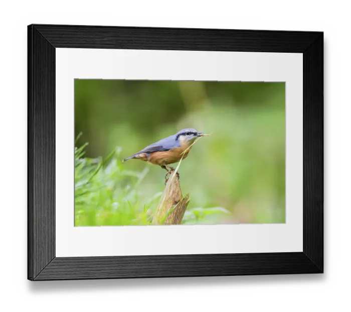 Framed Print : Eurasian nuthatch (Sitta europaea) sitting on an old wrotten tree trunk at a swamp Framed Print : Eurasian nuthatch (Sitta europaea) sitting on an old wrotten tree trunk at a swamp