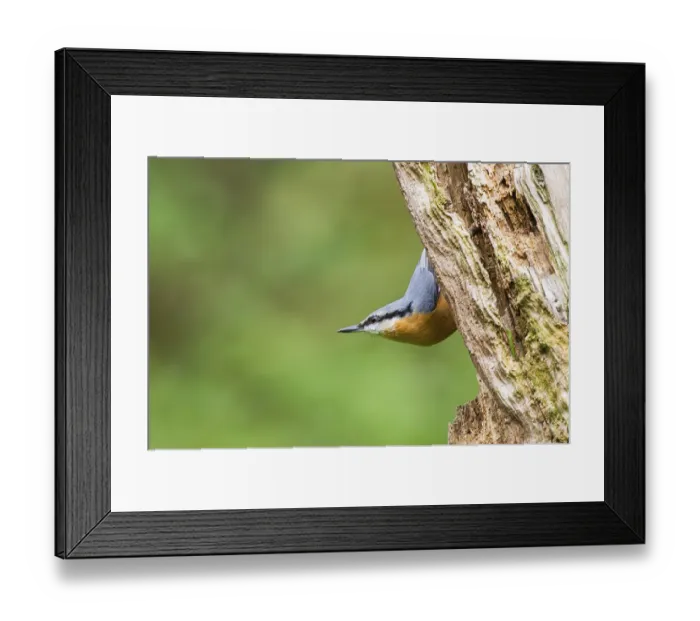 Framed Print : Eurasian nuthatch (Sitta europaea) sitting on an old wrotten tree trunk at a swamp Framed Print : Eurasian nuthatch (Sitta europaea) sitting on an old wrotten tree trunk at a swamp