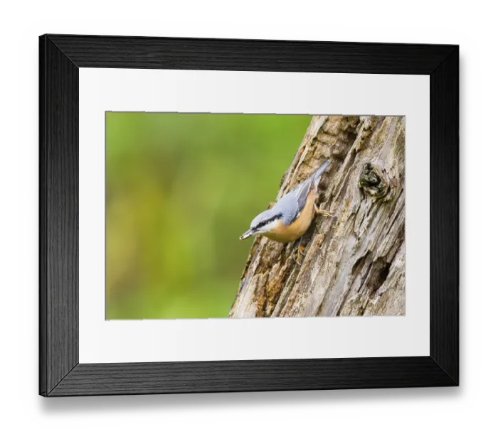 Framed Print : Eurasian nuthatch (Sitta europaea) sitting on an old wrotten tree trunk at a swamp