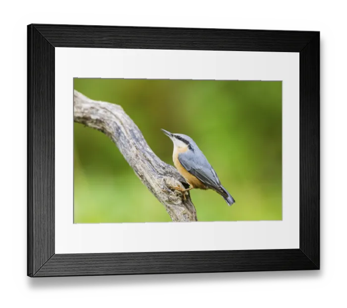Framed Print : Eurasian nuthatch (Sitta europaea) sitting on an old wooden branch at a swamp