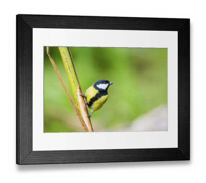 Framed Print : Great tit (Parus major) sitting on stem of a reed at a swamp