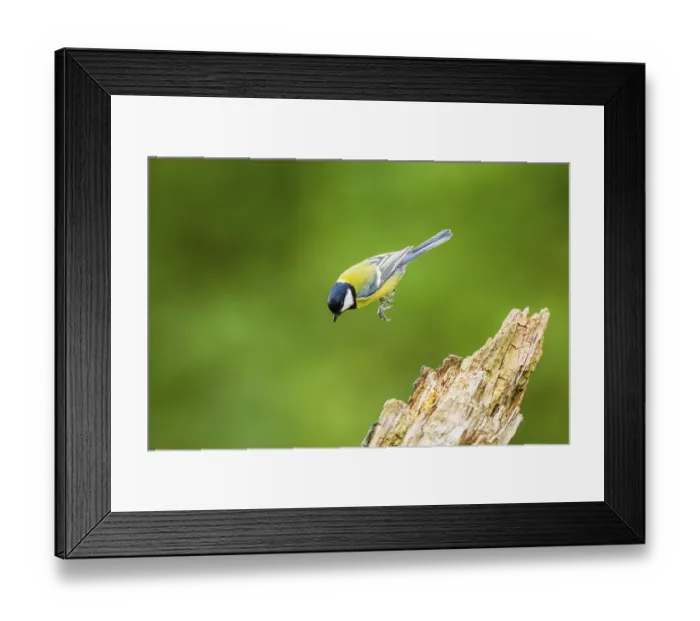 Framed Print : Great tit (Parus major) sitting on an old wrotten tree trunk at a swamp