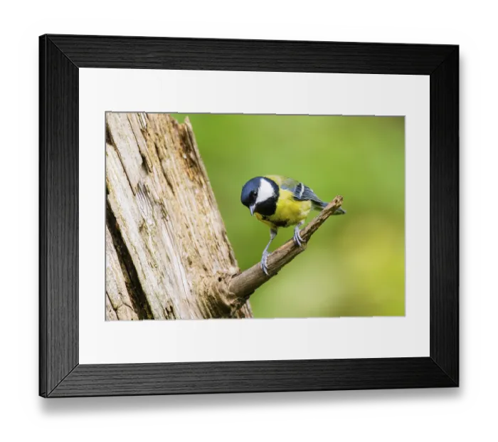 Framed Print : Great tit (Parus major) sitting on a branch of an old wrotten tree trunk at a swamp Framed Print : Great tit (Parus major) sitting on a branch of an old wrotten tree trunk at a swamp