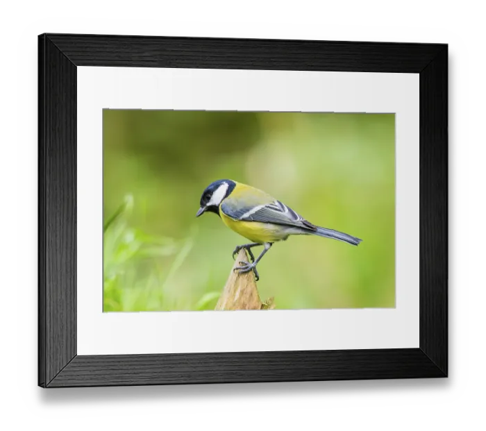 Framed Print : Great tit (Parus major) sitting on a wood at a swamp Framed Print : Great tit (Parus major) sitting on a wood at a swamp