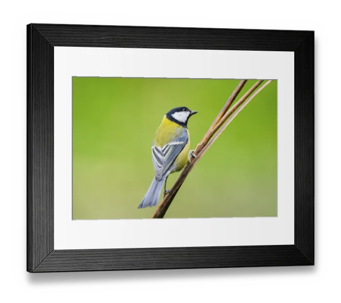 Framed Print : Great tit (Parus major) sitting on stem of a reed at a swamp