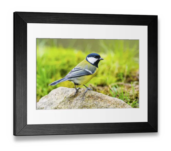 Framed Print : Great tit (Parus major) sitting on a rock at a swamp