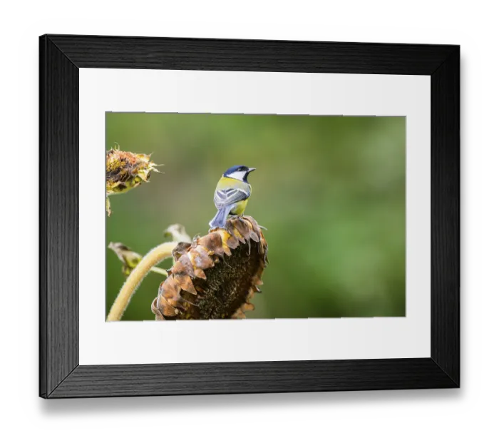 Framed Print : Great tit (Parus major) sitting on an old sunflower blossom with seeds inside