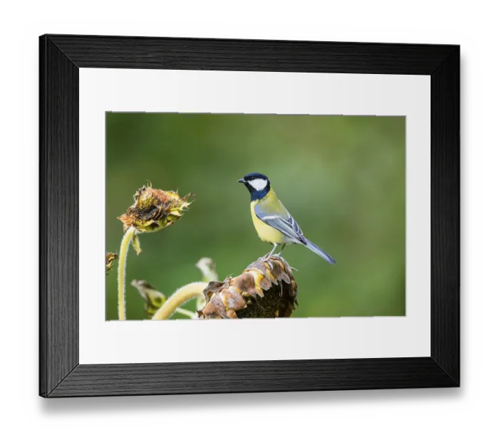 Framed Print : Great tit (Parus major) sitting on an old wrotten tree trunk at a swamp Framed Print : Great tit (Parus major) sitting on an old wrotten tree trunk at a swamp
