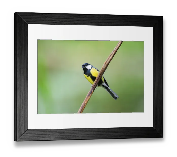 Framed Print : Great tit (Parus major) sitting on stem of a reed at a swamp