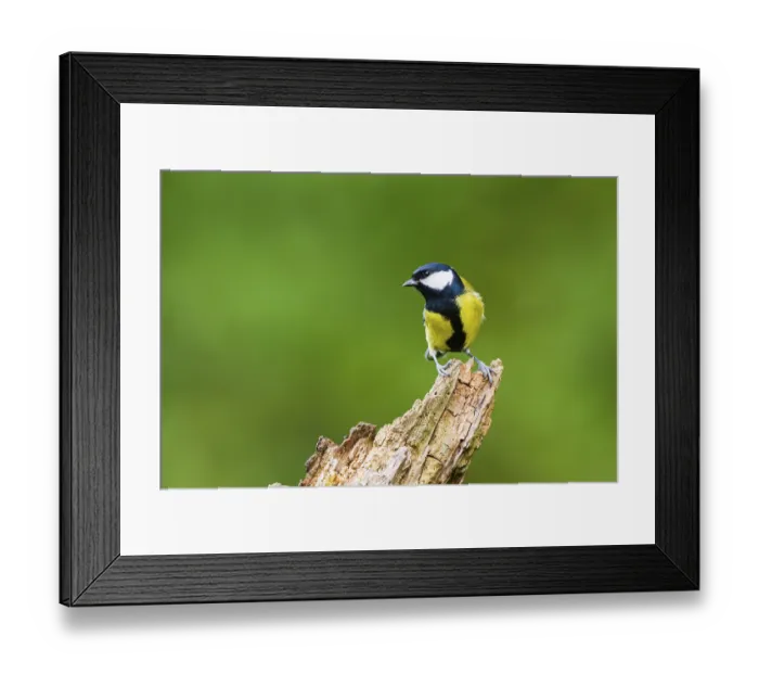 Framed Print : Great tit (Parus major) sitting on an old wrotten tree trunk at a swamp