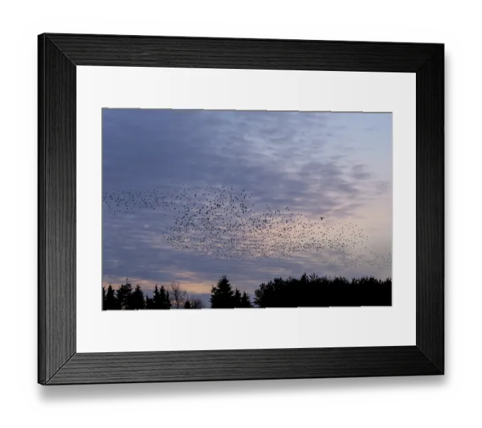 Framed Print : Flock of starlings (Sturnus vulgaris) directly above the roost Framed Print : Flock of starlings (Sturnus vulgaris) directly above the roost