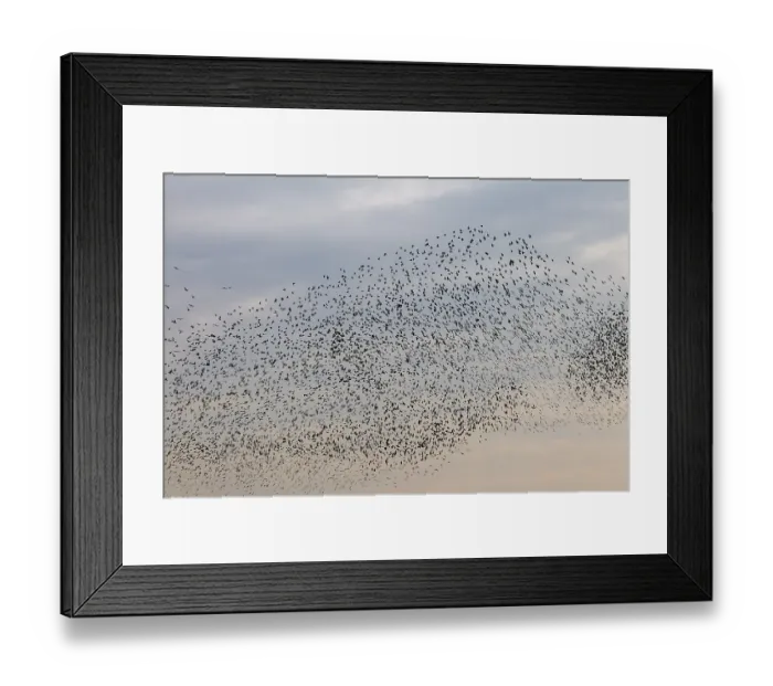 Framed Print : More and more starlings (Sturnus vulgaris) gather at the roost and begin to form formations
