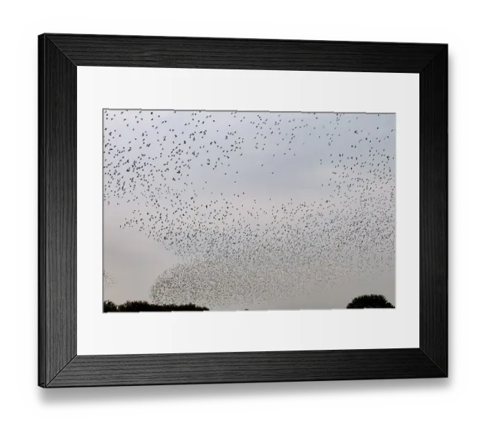 Framed Print : More and more starlings (Sturnus vulgaris) gather at the roost and begin to form formations