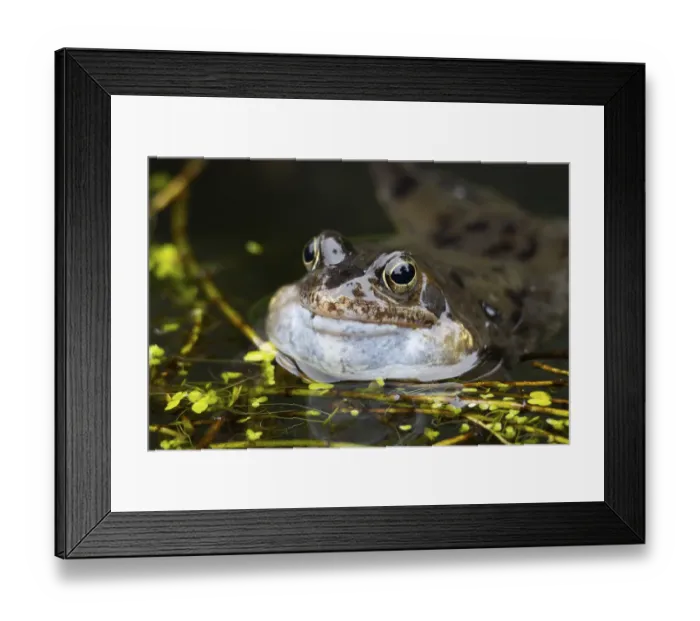 Framed Print : Common frog (Rana temporaria) Framed Print : Common frog (Rana temporaria)