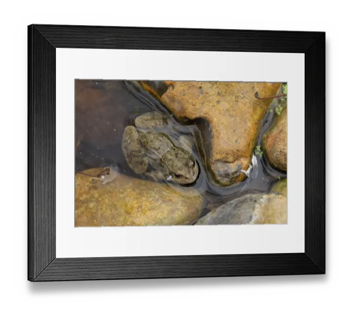 Framed Print : Common frog (Rana temporaria) adult amphibian in shallow water of a garden pond Framed Print : Common frog (Rana temporaria) adult amphibian in shallow water of a garden pond
