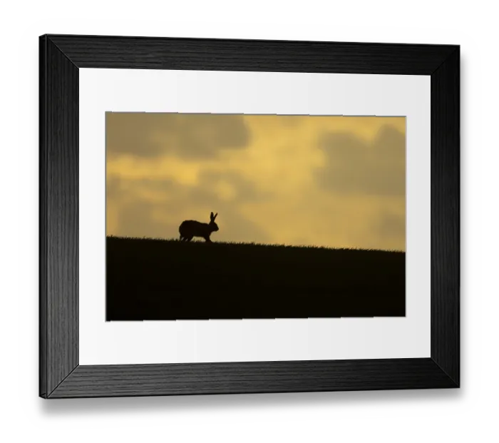 Framed Print : European brown hare (Lepus europaeus)