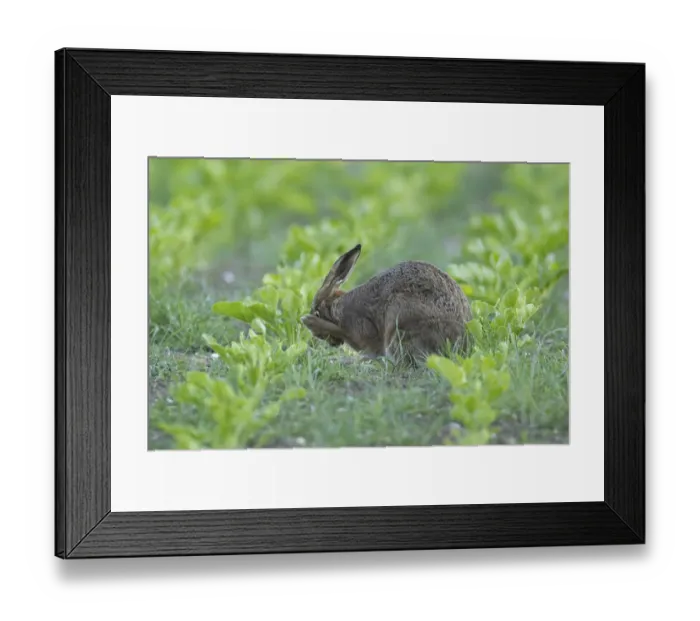 Framed Print : European brown hare (Lepus europaeus) adult animal washing its face in a sugar beet crop farmland field in summer