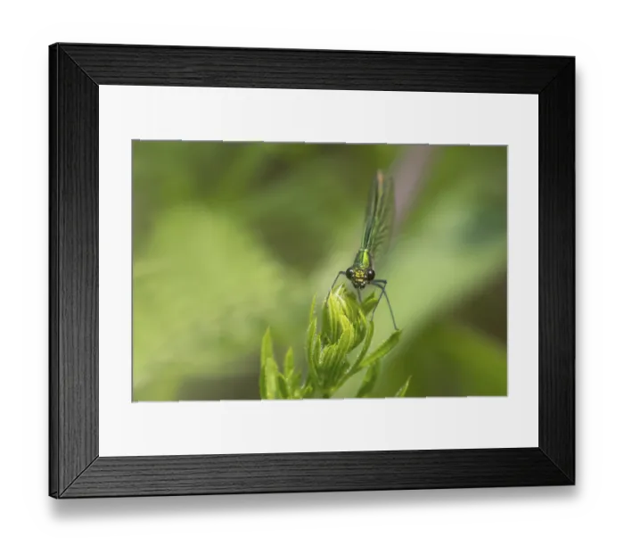 Framed Print : Banded demoiselle damselfly (Calopteryx splendens) adult female insect resting on a Cleaver plant leaf in summer