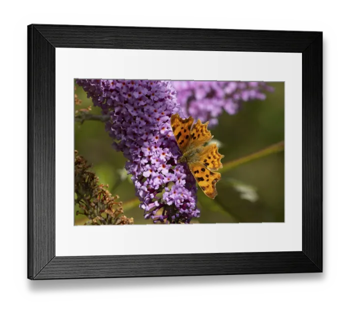 Framed Print : Comma butterfly (Polygonia c-album) adult insect feeding on garden purple Buddleja or Buddleia plant flowers in summer Framed Print : Comma butterfly (Polygonia c-album) adult insect feeding on garden purple Buddleja or Buddleia plant flowers in summer