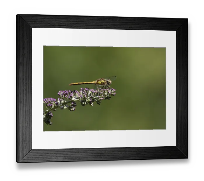 Framed Print : Common darter dragonfly (Sympetrum striolatum) Framed Print : Common darter dragonfly (Sympetrum striolatum)