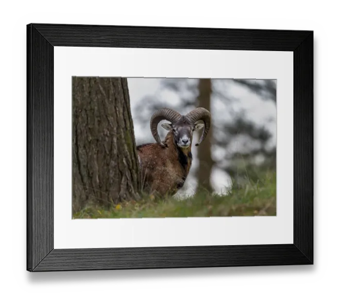 Framed Print : A young mouflon ram (Ovis gmelini) looks motionless from behind the trunk of a pine tree
