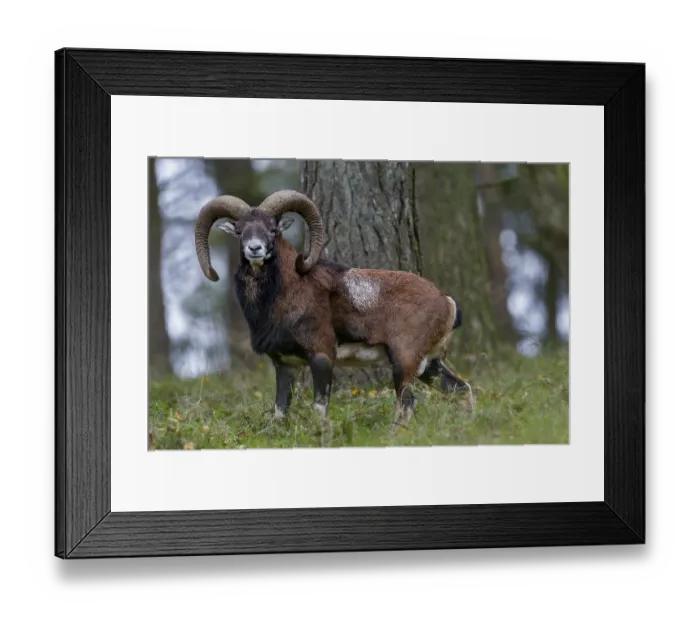 Framed Print : Encounter with a mouflon ram (Ovis gmelini) in October