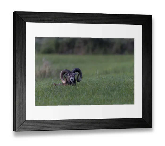 Framed Print : Encounter with a mouflon ram (Ovis gmelini) resting in a meadow in the late evening