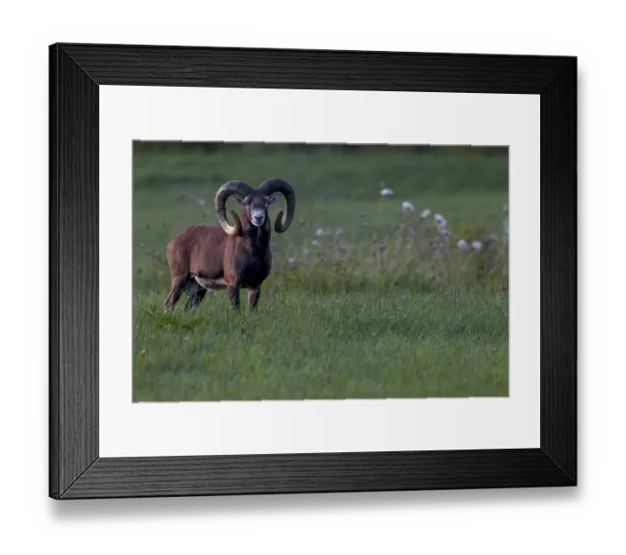 Framed Print : A powerful mouflon ram (Ovis gmelini) at dusk Framed Print : A powerful mouflon ram (Ovis gmelini) at dusk