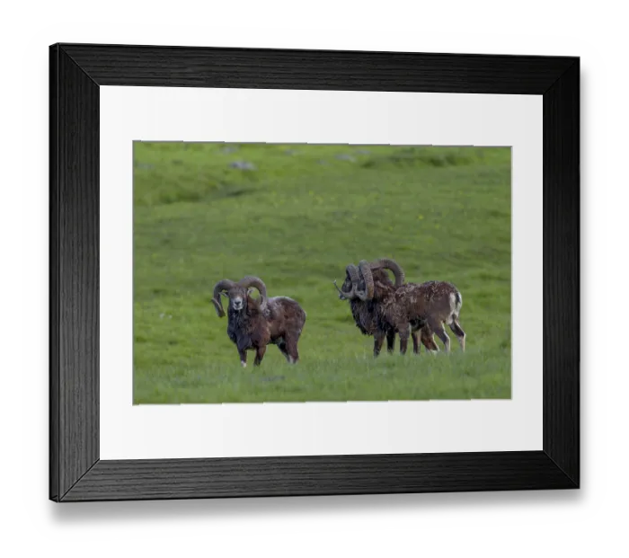 Framed Print : Mouflon rams (Ovis gmelini) are very playful animals
