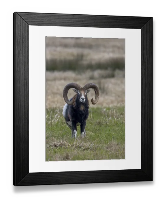 Framed Print : The mouflon ram (Ovis gmelini) has noticed a movement Framed Print : The mouflon ram (Ovis gmelini) has noticed a movement