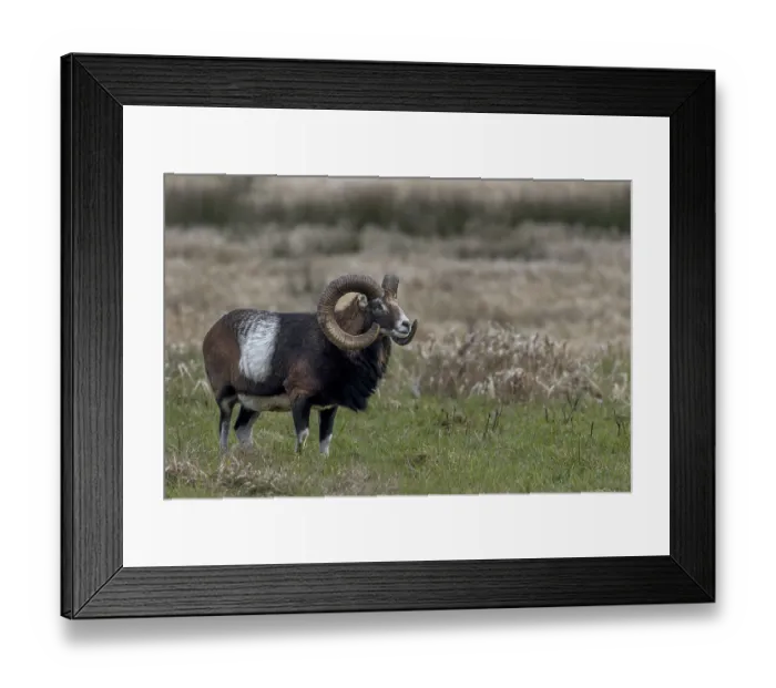 Framed Print : One often has the impression that every movement is perceived by the mouflon ram (Ovis gmelini)
