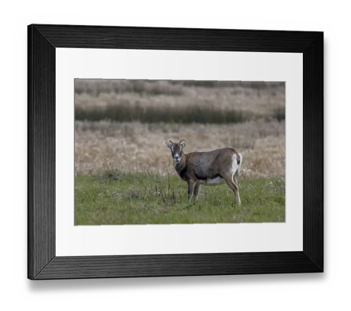 Framed Print : The female mouflon (Ovis gmelini) rarely interrupts her search for food