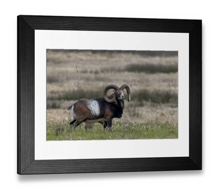 Framed Print : Mouflon rams (Ovis gmelini) and females foraging together