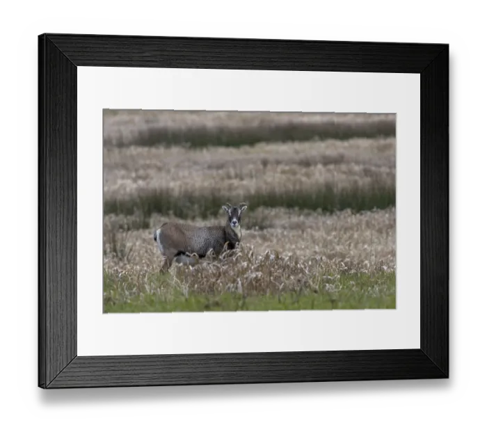 Framed Print : Female mouflon (Ovis gmelini) on a moorland meadow