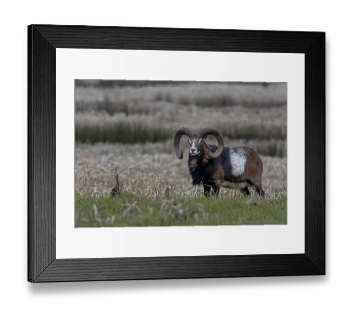 Framed Print : Mouflon ram (Ovis gmelini) with pronounced saddle patch Framed Print : Mouflon ram (Ovis gmelini) with pronounced saddle patch