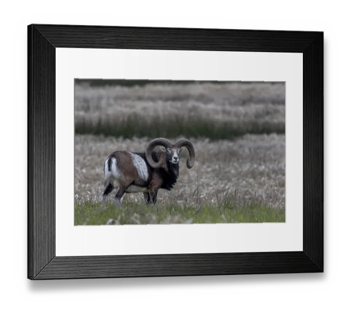 Framed Print : Mouflon ram (Ovis gmelini) on a moorland meadow Framed Print : Mouflon ram (Ovis gmelini) on a moorland meadow
