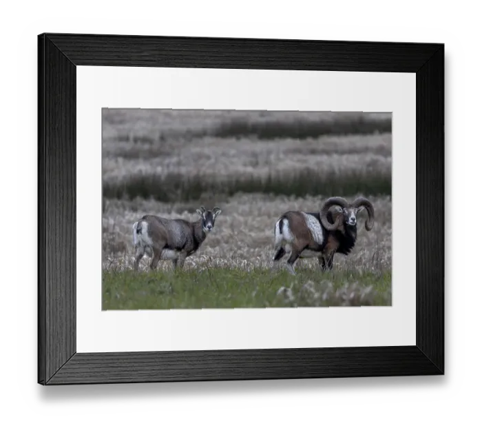 Framed Print : Mouflon rams (Ovis gmelini) and female looking attentively at the photographer Framed Print : Mouflon rams (Ovis gmelini) and female looking attentively at the photographer