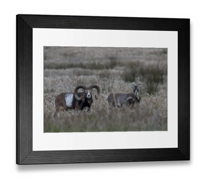 Framed Print : The moorland meadow apparently provides good food for mouflon rams (Ovis gmelini) and females