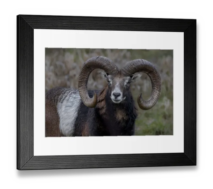 Framed Print : Portrait of the mouflon ram (Ovis gmelini) Framed Print : Portrait of the mouflon ram (Ovis gmelini)