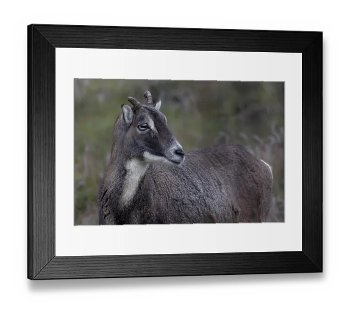 Framed Print : Portrait of a horned female mouflon (Ovis gmelini)
