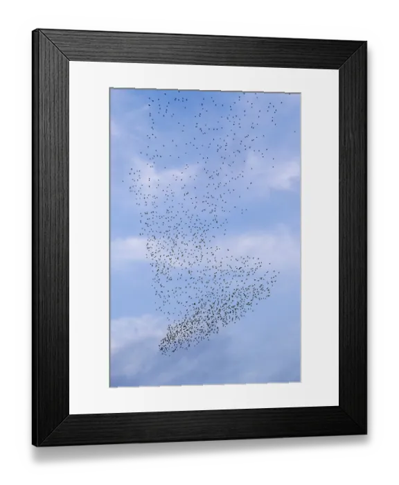 Framed Print : The flight formation of the flock of starlings (Sturnus vulgaris) resembles an elephant's foot