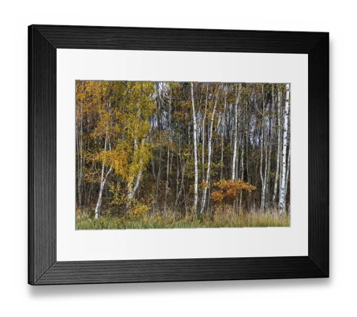 Framed Print : Birch forest, autumn coloured birch trees (Betula) Framed Print : Birch forest, autumn coloured birch trees (Betula)