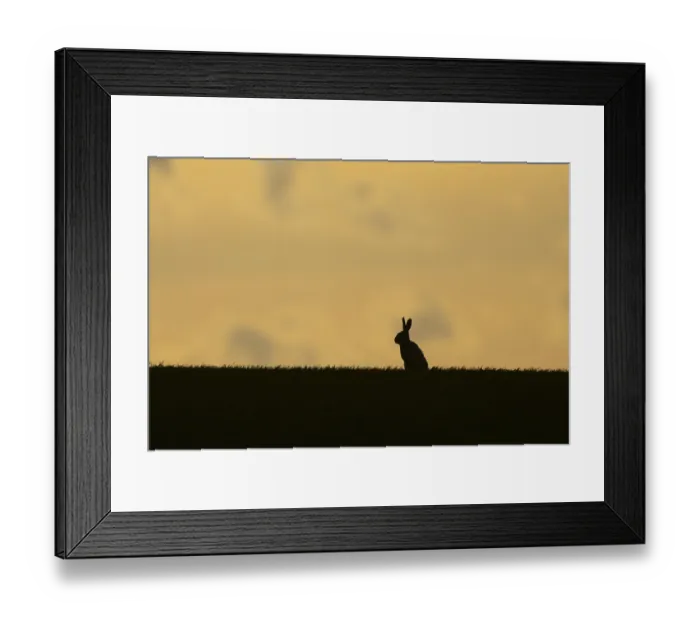 Framed Print : European brown hare (Lepus europaeus)