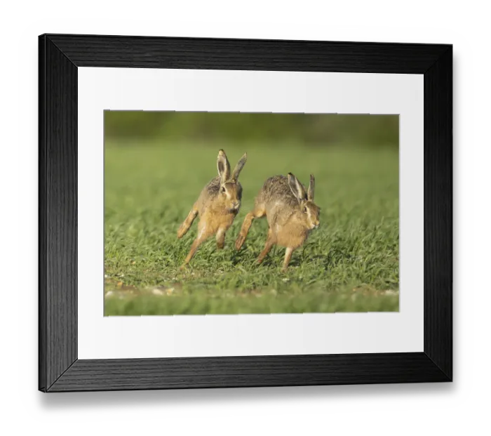Framed Print : European brown hare (Lepus europaeus) Framed Print : European brown hare (Lepus europaeus)