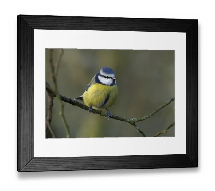 Framed Print : Blue tit (Cyanistes Caeruleus) adult bird on a tree branch in winter
