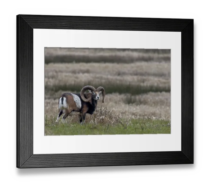 Framed Print : Mouflon ram (Ovis gmelini) on a moorland meadow