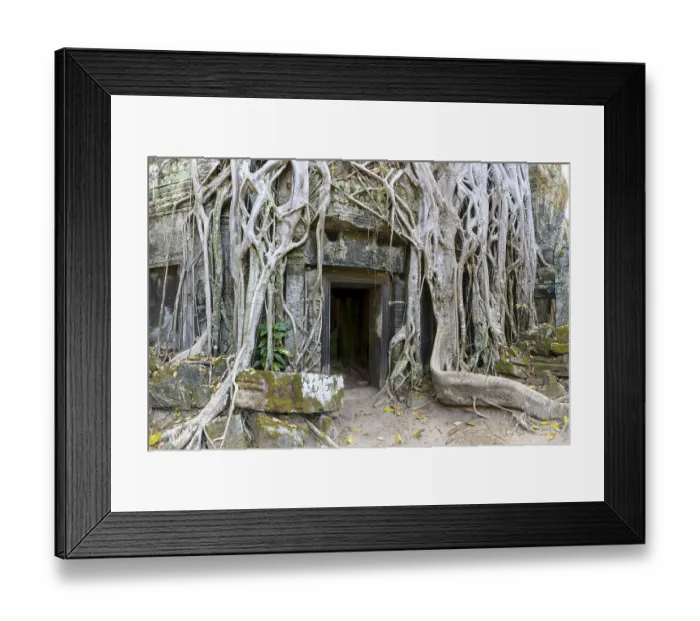 Framed Print : Tetrameles (Tetrameles nudiflora) Framed Print : Tetrameles (Tetrameles nudiflora)