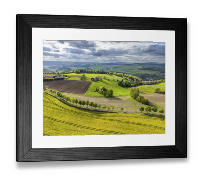 Framed Print : Aerial view, drone photo: Blooming rapeseed field